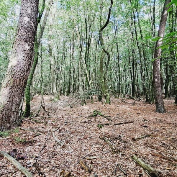 Terrain Plélan-le-Grand - réf 35057-904