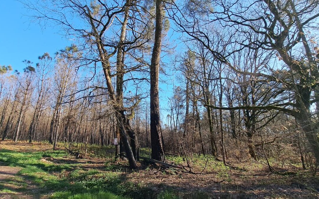 Terrain Plélan-le-Grand – réf 35057-926