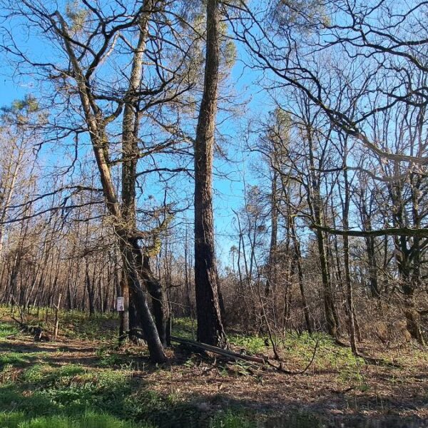 Terrain Plélan-le-Grand - réf 35057-926